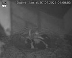 Capi_Dubne_20250707_040003.jpg