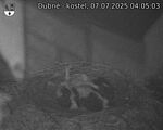 Capi_Dubne_20250707_040503.jpg