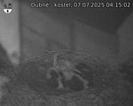 Capi_Dubne_20250707_041502.jpg