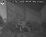 Capi_Dubne_20250707_042502.jpg