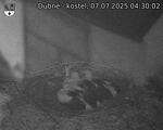 Capi_Dubne_20250707_043002.jpg
