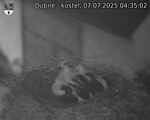 Capi_Dubne_20250707_043502.jpg