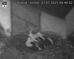 Capi_Dubne_20250707_044002.jpg