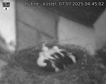 Capi_Dubne_20250707_044502.jpg