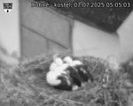 Capi_Dubne_20250707_050503.jpg
