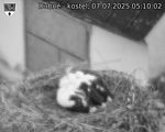 Capi_Dubne_20250707_051002.jpg