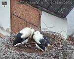 Capi_Dubne_20250707_052002.jpg
