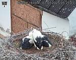 Capi_Dubne_20250707_052503.jpg