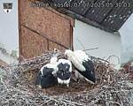 Capi_Dubne_20250707_053003.jpg