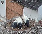 Capi_Dubne_20250707_053502.jpg