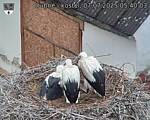 Capi_Dubne_20250707_054003.jpg