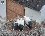 Capi_Dubne_20250707_054503.jpg