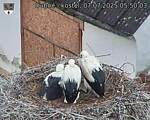 Capi_Dubne_20250707_055003.jpg