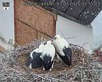 Capi_Dubne_20250707_055503.jpg