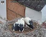Capi_Dubne_20250707_060003.jpg