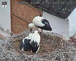 Capi_Dubne_20250707_061003.jpg