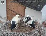 Capi_Dubne_20250707_061503.jpg