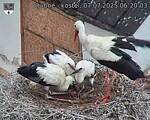 Capi_Dubne_20250707_062003.jpg