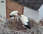 Capi_Dubne_20250707_062503.jpg