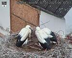 Capi_Dubne_20250707_063003.jpg