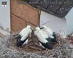 Capi_Dubne_20250707_063503.jpg