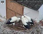 Capi_Dubne_20250707_064002.jpg