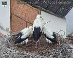 Capi_Dubne_20250707_064504.jpg