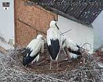 Capi_Dubne_20250707_065003.jpg