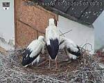 Capi_Dubne_20250707_070003.jpg