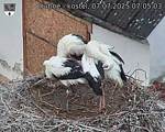 Capi_Dubne_20250707_070503.jpg