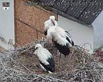 Capi_Dubne_20250707_072003.jpg