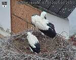 Capi_Dubne_20250707_072503.jpg
