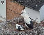 Capi_Dubne_20250707_073003.jpg
