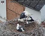Capi_Dubne_20250707_073503.jpg