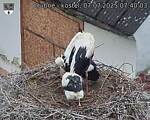 Capi_Dubne_20250707_074003.jpg