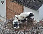 Capi_Dubne_20250707_074503.jpg