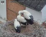Capi_Dubne_20250707_075003.jpg