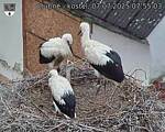 Capi_Dubne_20250707_075503.jpg