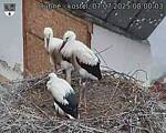 Capi_Dubne_20250707_080003.jpg