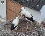Capi_Dubne_20250707_080503.jpg