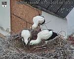 Capi_Dubne_20250707_081003.jpg