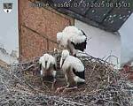 Capi_Dubne_20250707_081503.jpg