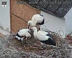 Capi_Dubne_20250707_082003.jpg