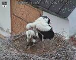 Capi_Dubne_20250707_082503.jpg