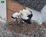 Capi_Dubne_20250707_083003.jpg