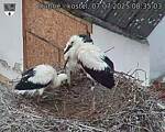 Capi_Dubne_20250707_083503.jpg