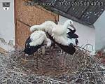 Capi_Dubne_20250707_084003.jpg