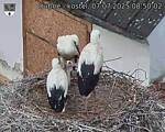 Capi_Dubne_20250707_085002.jpg