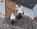 Capi_Dubne_20250707_085503.jpg