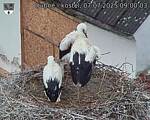 Capi_Dubne_20250707_090003.jpg